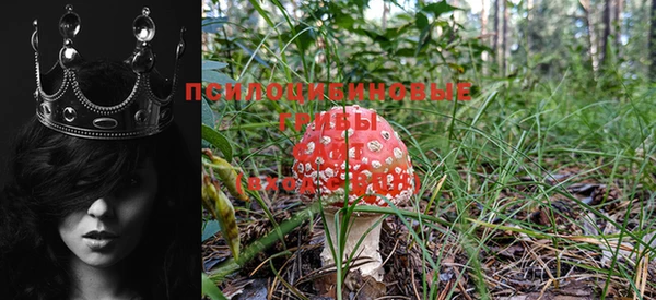 ПСИЛОЦИБИНОВЫЕ ГРИБЫ Медногорск